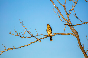A Cooper's Hawk in a california Habitat looking at