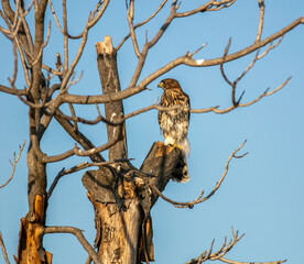 A Cooper's Hawk in a california Habitat looking at  a Hawk sitting in a Bare Dead Tree