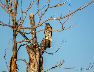 A Cooper's Hawk in a california Habitat looking at  a Hawk sitting in a Bare Dead Tree