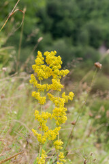 Medicinal plant (Galium verum) with yellow flowers close-up