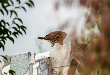 A Cooper's Hawk in a California Habitat looking at it Hunting from a Rock Wall
