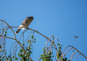 Huntington Beach City Park in California from a UAV Drone with waves and the sandy beach looking at the Pacific Ocean