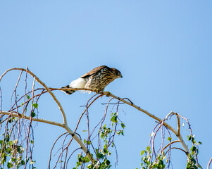 A Cooper's Hawk in a california Habitat looking at it perched and hunting from a branch at the top...