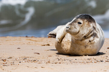 Naklejka premium Seal Pup On Beach CPY H
