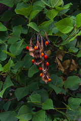 Vaina de frijol rojo con fondo verde