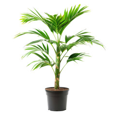 Fototapeta premium A palm tree in a pot