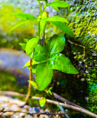green leaves in the water