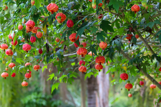 Clusters of bell-shaped flowers, in red and orange hues, hang from branches with green leaves against a blurred background.
