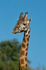 Giraffe portrait in the Masai Mara, Kenya