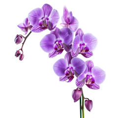 Close-up of a vibrant purple orchid