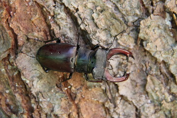 stag beetle on the tree