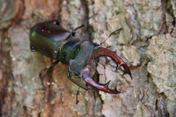 stag beetle on the tree