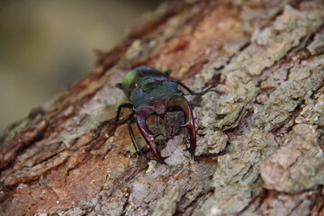 Stag-beetle