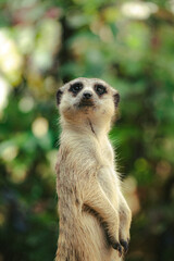 meerkat on the lookout
