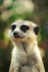 meerkat on guard