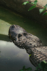 crocodile in the water