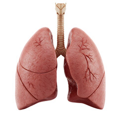 Detailed Human Lungs Anatomy with Trachea and Bronchial Tree