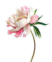 Delicate watercolor illustration of a blooming peony with soft pink and white petals and green leaves. Hand-painted botanical style, isolated on white background
