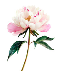Delicate watercolor illustration of a blooming peony with soft pink and white petals and green leaves. Hand-painted botanical style, isolated on white background