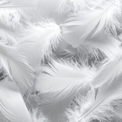 Obraz premium Soft White Feathers Texture Background in Macro with Delicate Plume Details