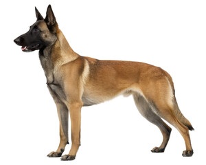 Belgian Malinois on transparent background