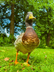 A Curious Mallard Duck is proudly posing on a beautiful and lush green grass patch under the warm rays of sunlight, showcasing its vibrant colors for all to admire in its natural habitat