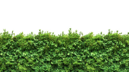 Obraz premium A beautiful green moss isolated on white background 