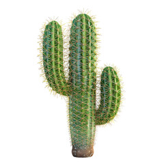 Naklejka premium Close-up of a vibrant green cactus