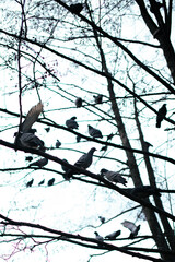 birds on a branch