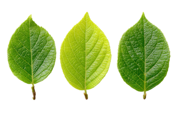 Nature's leaf structure a detailed macro photography study. Isolated on transparent background, png.