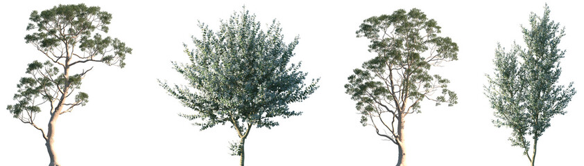 Set of Eucalyptus citriodora and Eucalyptus gunnii frontal isolated png in sunny daylight on a transparent background perfectly cutout