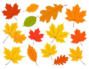 Obraz premium Autumn leaves collection