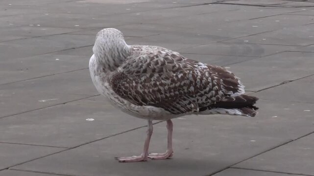 Juvenile Great Black-backed Gull (Larus marinus) in a City Centre in Wales, U.K.