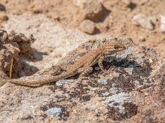 Common Side-blotched Lizard
