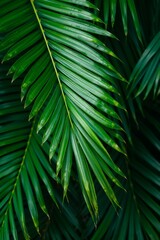 Dark Green Tropical Palm Fronds Background