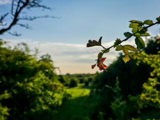 Backlit Green and Red Leaves with Soft Forest Background in Summer Light