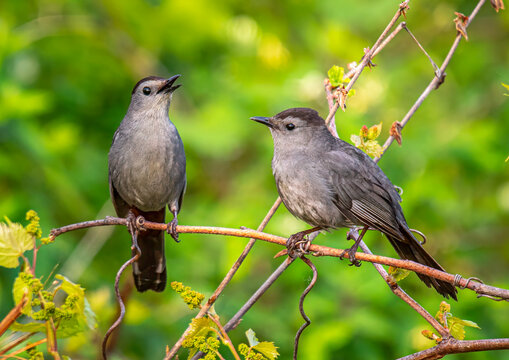 Gray Catbird Pair