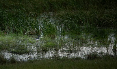 Black Wing Stilt