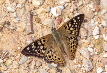 Hackberry Emperor Butterfly