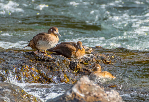 Early Autumn Harlequin Ducks