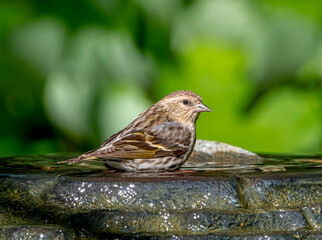 Pine Siskin in Water Fountain