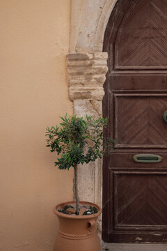Traditional Mediterranean home entrance decor with olive tree in terracotta pot near the door