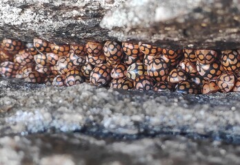 Fototapeta premium Solanophila insects in a tree trunk