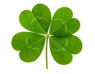 Bright Green Three-Leaf Clover: Isolated on White Background