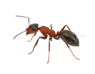 A small red ant, isolated on a white background, perfect for insect and pest control themes.