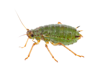 Aphid Isolated on White Background