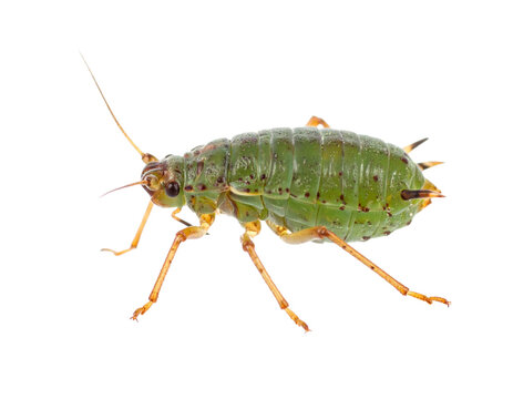 Aphid Isolated on White Background