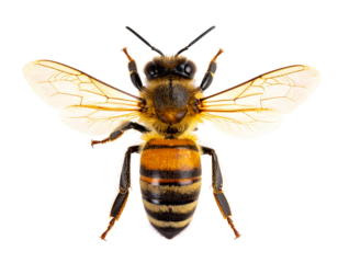 A fluffy honey bee, captured in detail and isolated on a white background, vital for pollination.