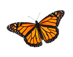 Fototapeta premium A beautiful Monarch butterfly, with its iconic orange and black wings, isolated on a white background.