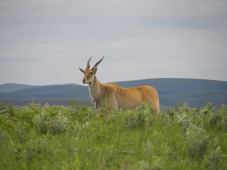Wildlife